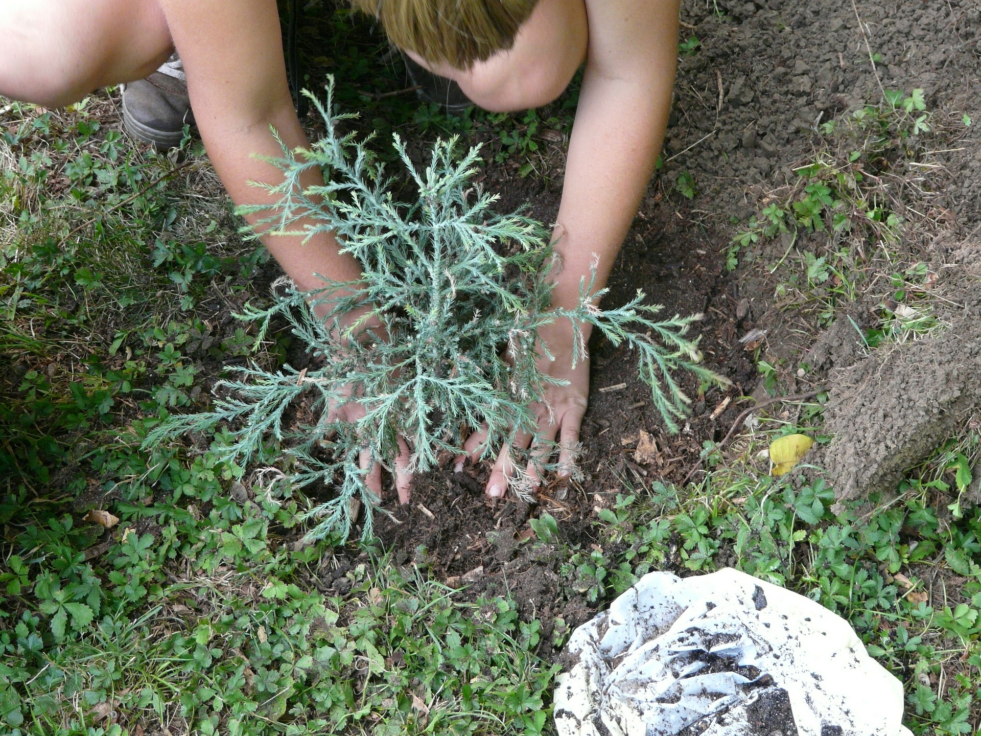 planting a tree