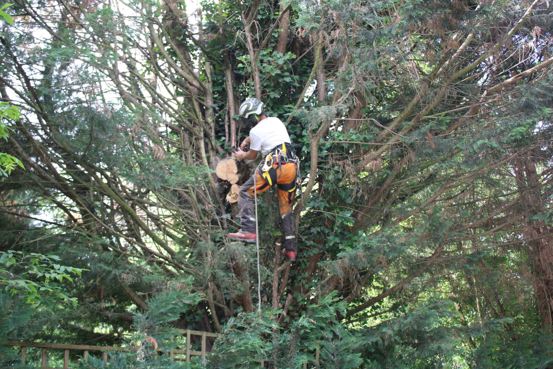 A tree surgeon performing tree work.