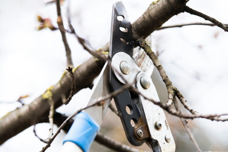A person holding a pair of secateurs ready to prune a branch from a tree.