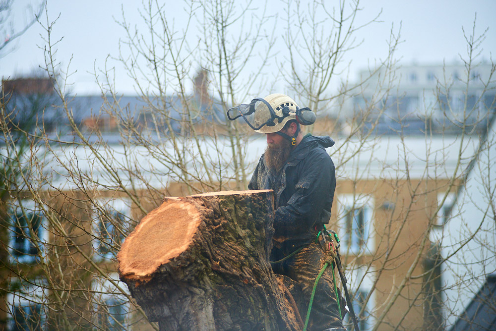 a tree surgeon legally cutting down a tree in North London.