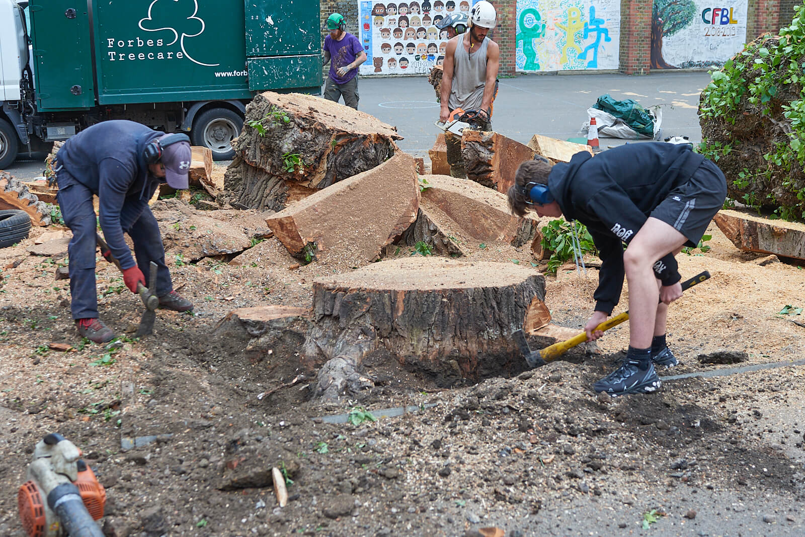 tree surgeons removing a tree stump