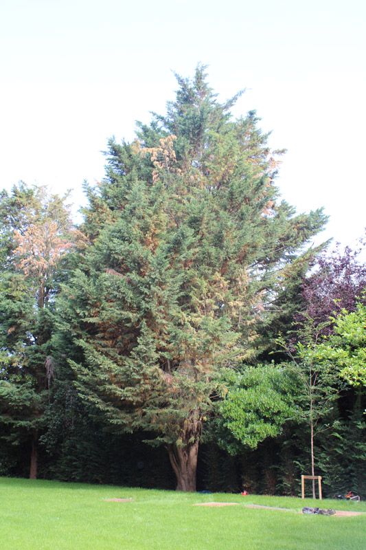 a large tree subjected to a tree preservation order and so cannot be felled.