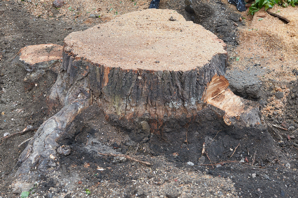 A big tree stump that needs removing.