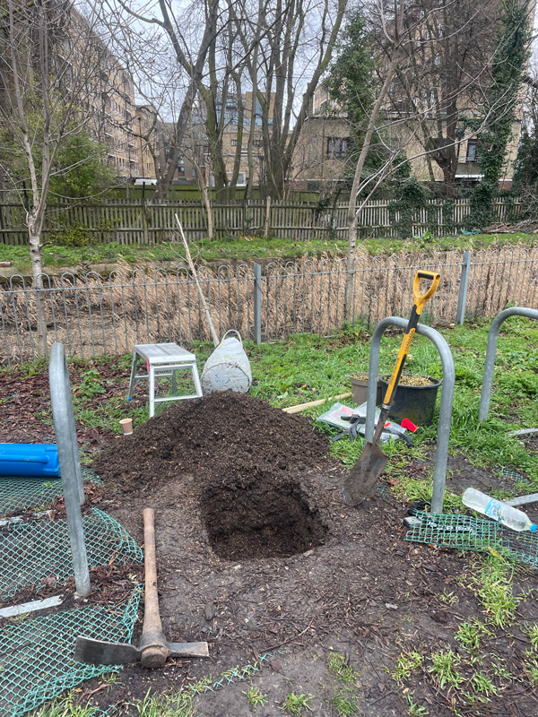 A hole dug out in preparation for planting a tree.