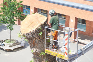 A tree surgeon urgently removing a hazardous tree at a school in North London.