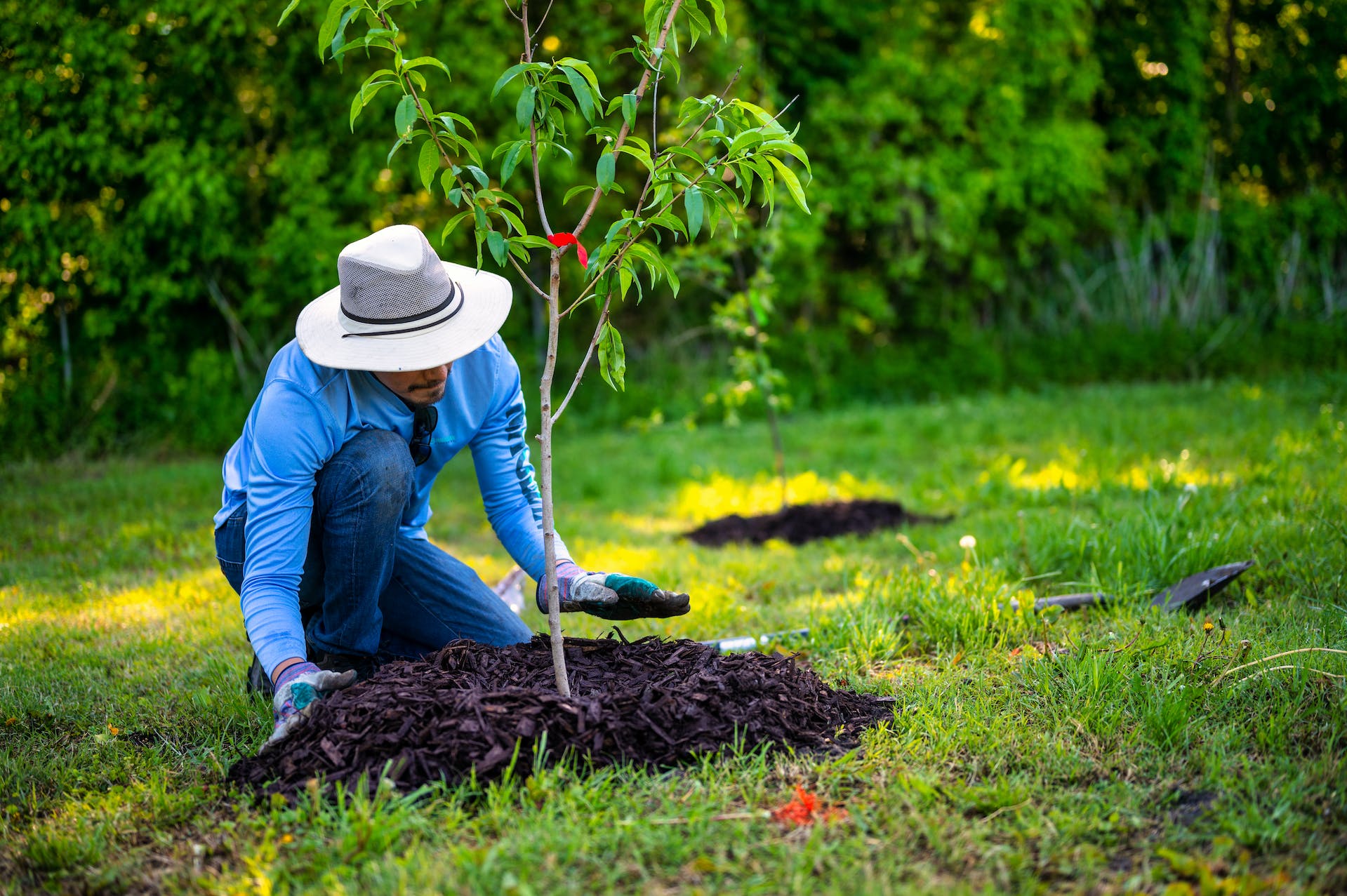 Man in blue long sleeve shirt planting trees in garden