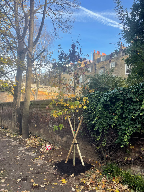 A newly planted tree sapling in a garden in North London.