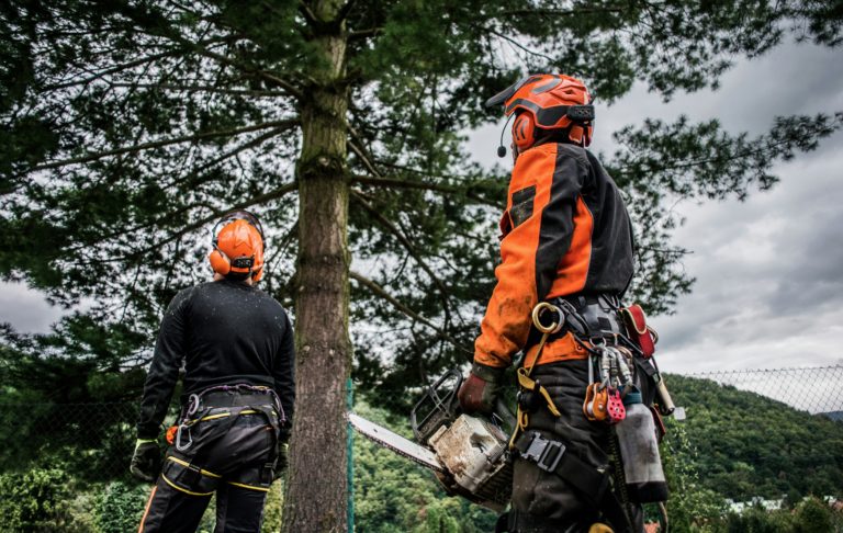 Two tree surgeons assess a tree before they begin to cut it down.