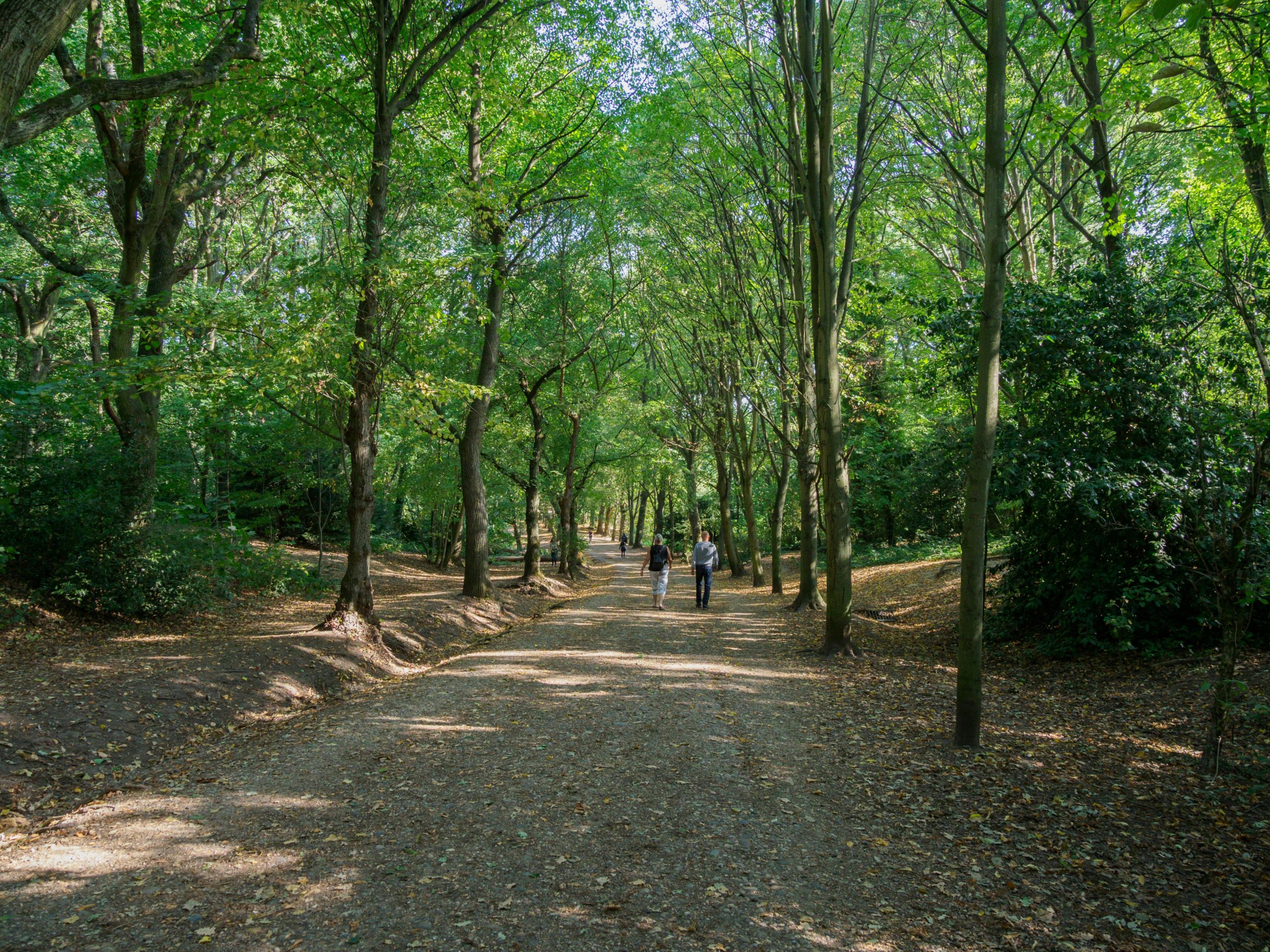 People walking on a large path in a forest in a park in North London