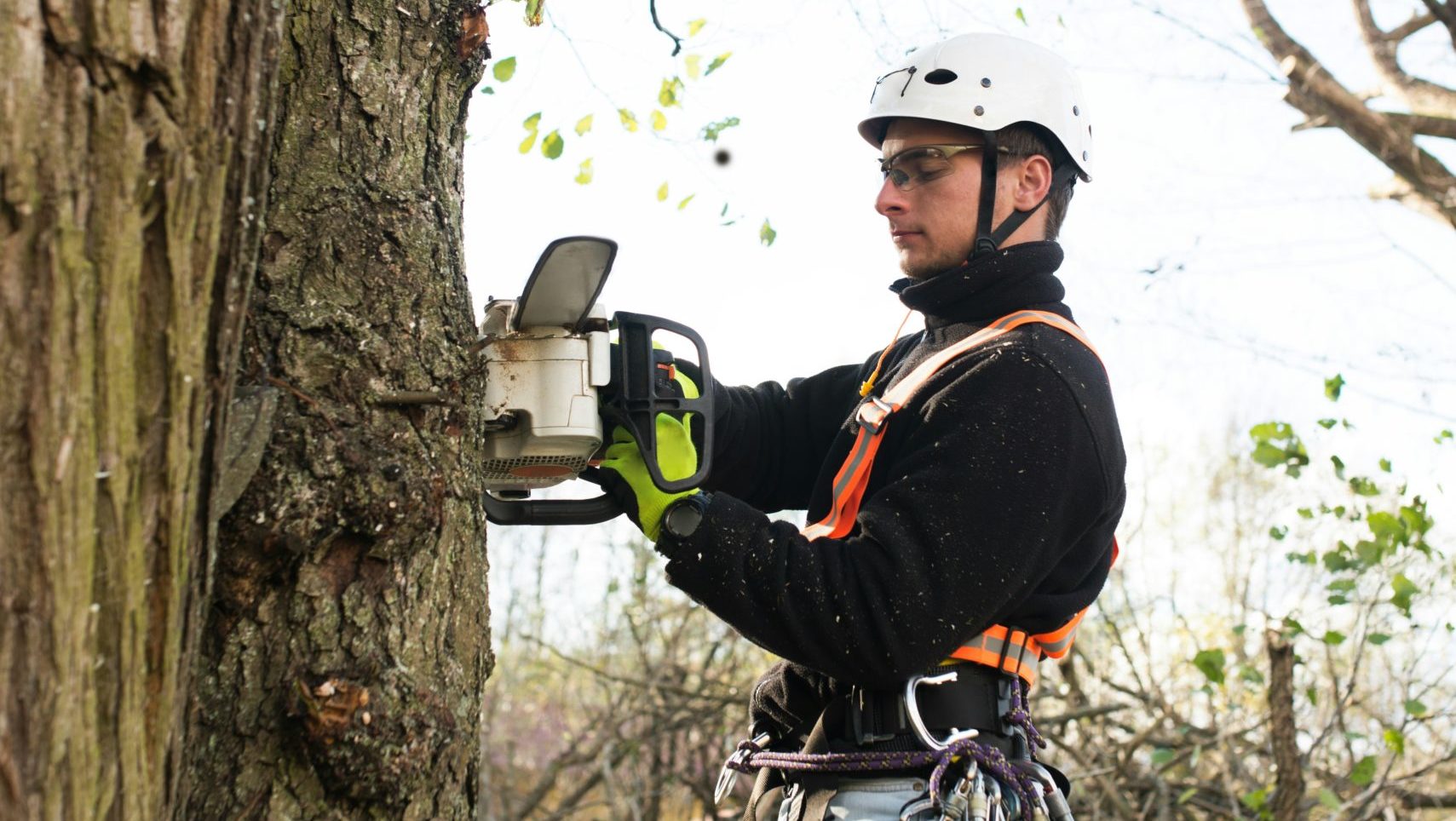 Tree surgeon cutting down a tree.