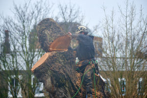 A man cutting a tree down in North London