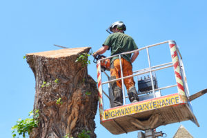 Emergency tree surgeon in North London