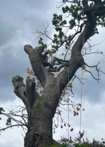 Tree surgeon Golders Green.