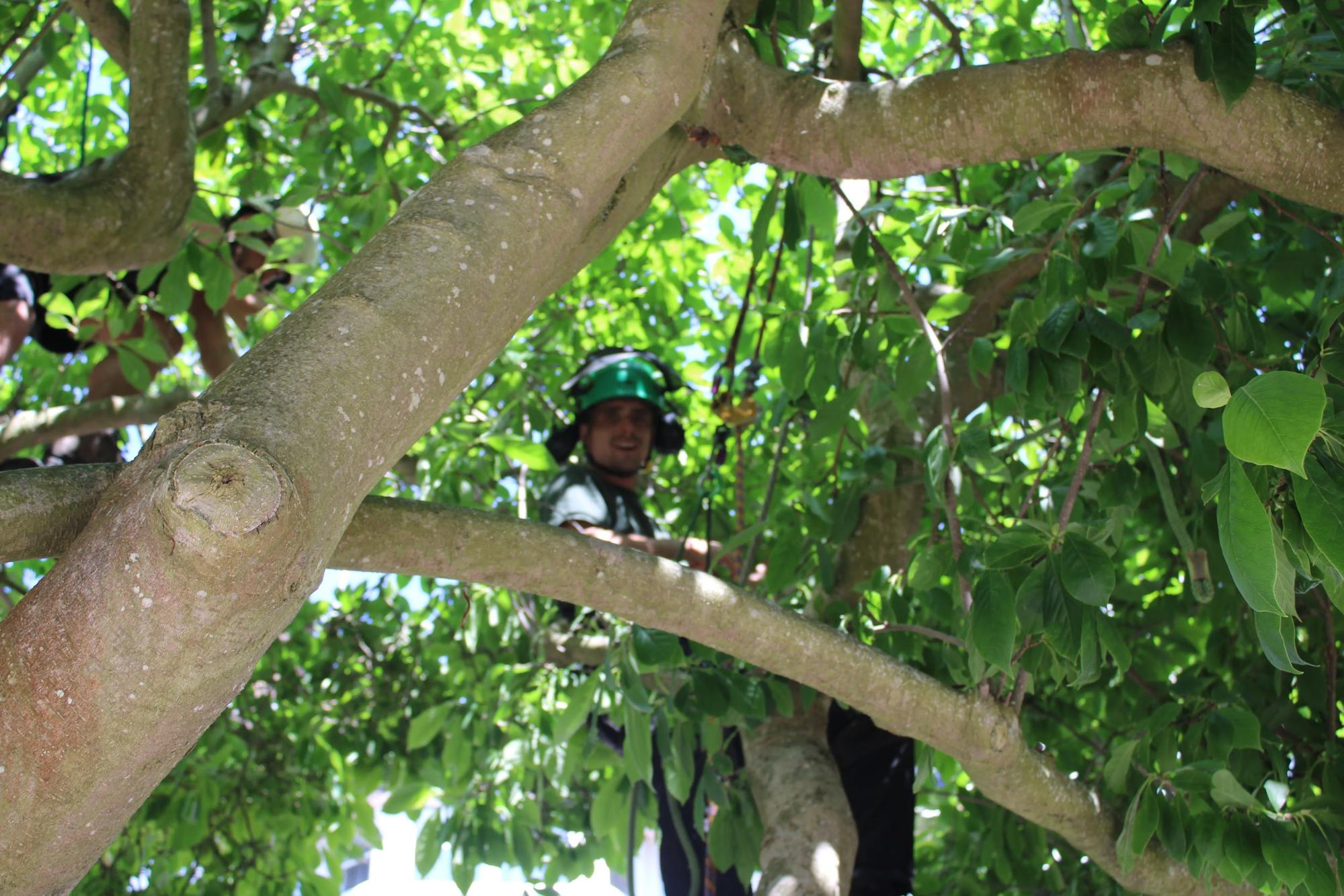 Arborist inspecting and trimming a tree canopy after a tree survey in London