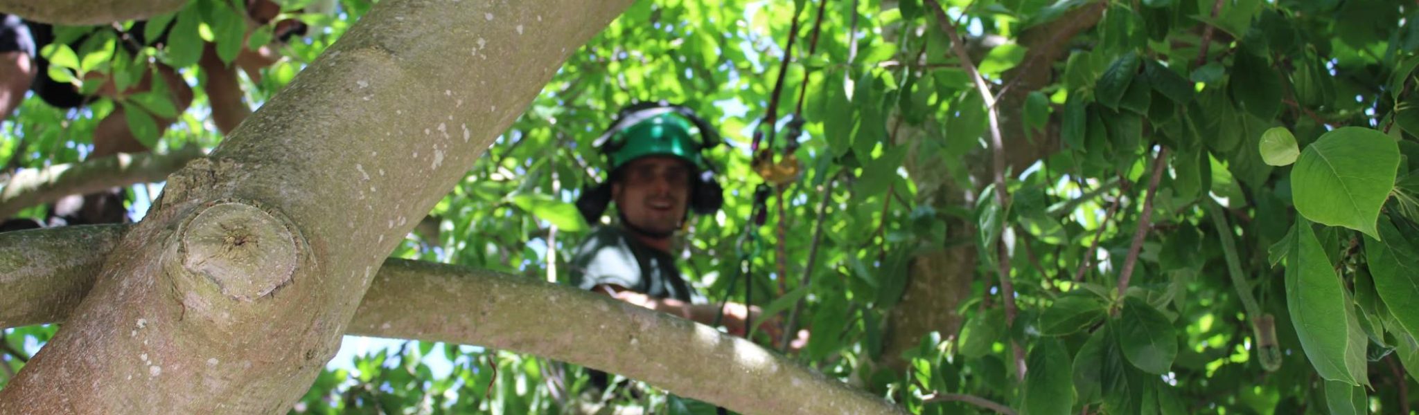 Arborist inspecting and trimming a tree canopy after a tree survey in London