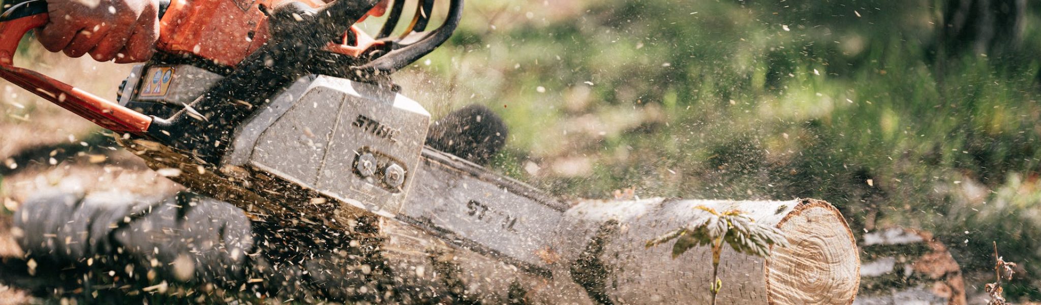 Rules to Legally Cut Down Trees in Your Garden